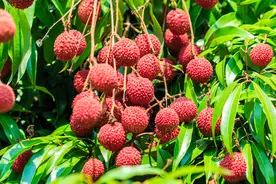 原来荔枝能久放，教你保存荔枝的方法，放半个月依旧鲜嫩多汁图片