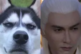 看#东华帝君#表情之神模仿——动物篇图片