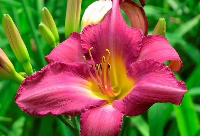 含氨基酸水溶肥的功效与作用 农民如何使用 农业专家给你讲解