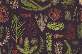 吴晓波：新国货的“植物自信”图片