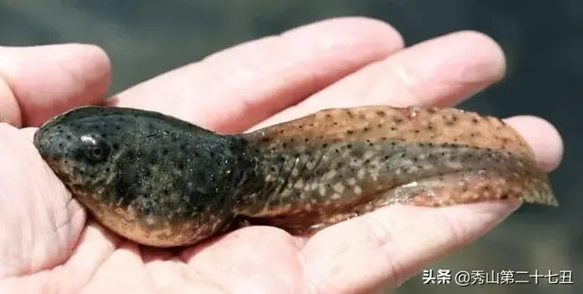 吉尼斯世界之最：世界上最小的猴子，体长不足10公分