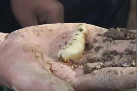 调弦河堤发现60多年超大蚁穴！洞口直径约1.8米图片