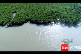 《秘境寻踪》第二季第四集：滩涂“精灵”知多少？它，是最活跃的那个……图片