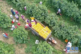 南宁市武鸣区打通沃柑等产品疫情期间销售通道，助力农民增产增收图片