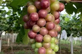 「每日一技」葡萄转色期管理五要点图片