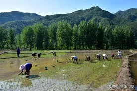 河南山村沿袭传统耕作方式，上百村民抱团在清代开垦水田内插秧图片