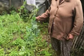 为治病，种罂粟？不好意思请跟我们走一趟！图片
