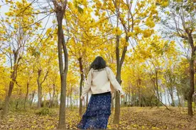 千亩黄花风铃木盛开！不收门票，花下拍照、野餐、徒步…就在成都图片