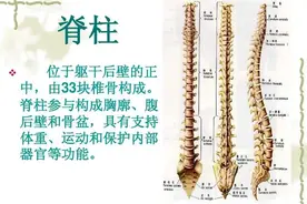 脊椎快速定位法图片