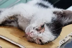 小猫被老鼠粘黏住，几日没人发现，女子救起直呼捡到宝了图片