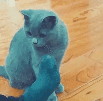 猫吃了豆腐猫砂怎么办