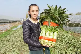山东临沂莴苣真便宜，几毛钱一斤，说出价格你相信吗？视频封面