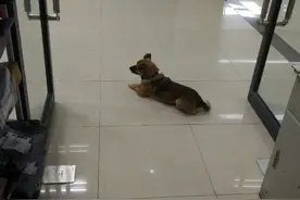 武汉忠犬八公！主人因新冠肺炎去世，它痴守医院3个月！“当时跟着救护车一路跑来的…”图片