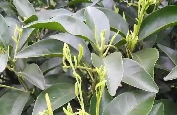 妞嶇墿缂虹礌鍘熷洜鍙婄己绱犵棁鐘跺鐓ц〃