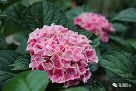 佳语花园的绣球图片
