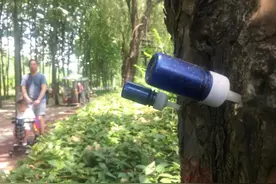 许昌园林部门回应：杨树、柳树年年飘絮，为啥不砍伐？图片
