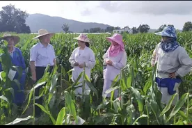 玉米倒伏，伏还是不伏？专家给你来支招图片