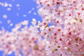 满园春色关不住！想见你，鹿泉至美花儿~图片
