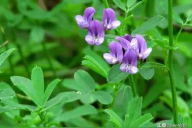 「植物知识」苜蓿图片