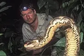 加蓬咝蝰：蛇界最肥的“肥宅”，体型仅次眼镜王蛇，还能如此灵活图片