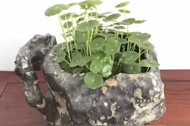 捡石头种花，这不是传说，而是“园艺美学”图片