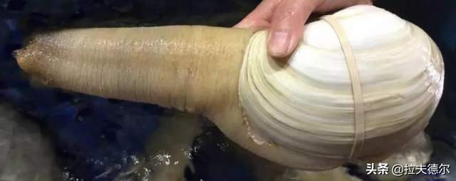 15种常见的贝壳类海鲜，你见过几种？绝大多数人只见过2~3种