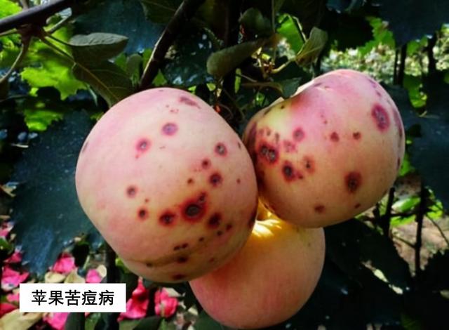 植物必需元素之骨骼元素