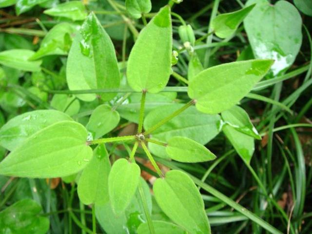 中药古今研究：茜草