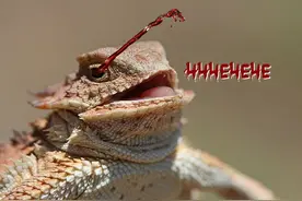 你怕什么，我来什么，利用这种心理生物创造出奇葩的防御机制图片