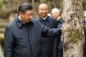 初心印记⑰ 翩翩朱鹮舞秦岭 大山深处飞出“生态精灵”图片