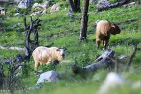 男子赴秦岭西光头山考察，遇到成群羚牛，还见到第四季冰川遗迹图片