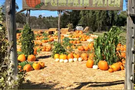 英语原版文章：The Pumpkin Patch图片