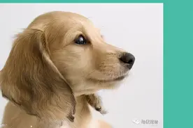 犬猫耳道的护理图片