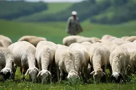 农村为什么要放羊，而不是圈养，主要有3个好处图片