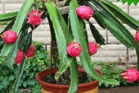 盆栽火龙果也能开花结果？没错！只需做3步，就能挂满大果子图片