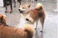 搞笑GIF：媳妇儿生气的时候你哄又哄不好的样子！图片