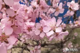 春意盎然 万物复苏 || 固原消防镜头下的春色图片