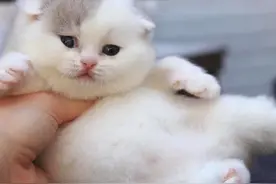 萌萌哒的猫咪小可爱，你喜欢吗？图片
