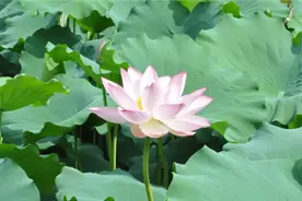 莆田：六月的雨，拦不住与君共赴荷塘的脚步图片