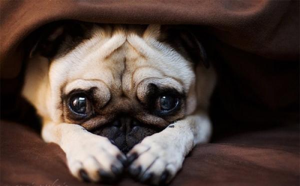 短毛大眼爱干净的狗狗，巴哥犬的日常护理怎么做？