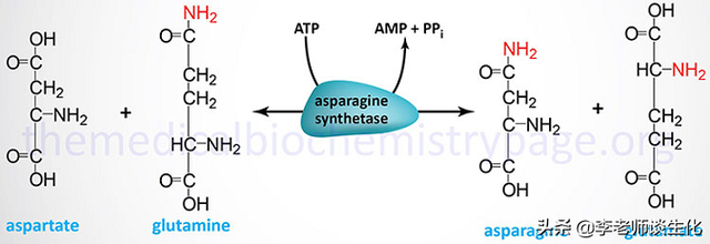 姘ㄥ熀閰哥殑鍚堟垚涓庡繀闇€姘ㄥ熀閰革紙涓€锛? onerror=