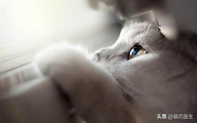 “为了省钱,我用一根皮筋给猫做了绝育!!”