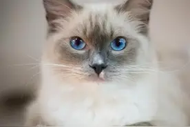 《流浪猫鲍勃》感人的流浪者：生而为人，请你善待流浪猫图片