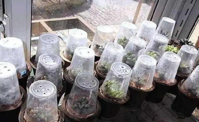 儿童自制多肉植物卡(多肉植物自制创意花盆)-措必培