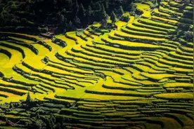 藏在景宁山间的秋日美景，这些金色梯田，有你家乡的吗？图片