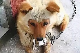 土狗高龄产下独子，长大后的模样却有些喜感：请问你爹是谁呀？图片