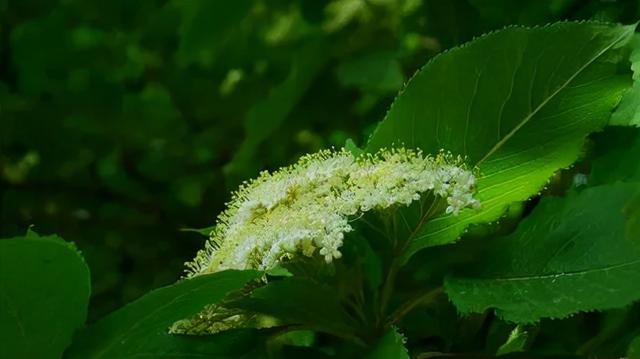 丁妈深点评｜PHYTO丝漾防脱育发精华，能不能长出头发？