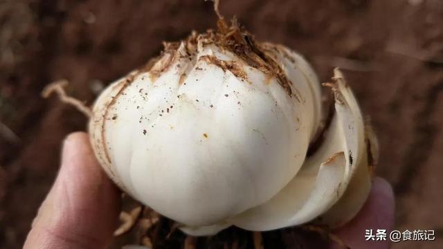 兰州甜百合，可以生吃的百合