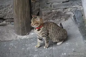 乌镇东栅景区一位老奶奶养的狸花猫，是去乌镇不可错过的一道风景图片