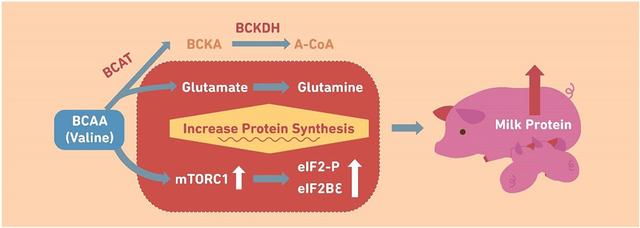哺乳母猪的支链氨基酸需求，重点关注缬氨酸